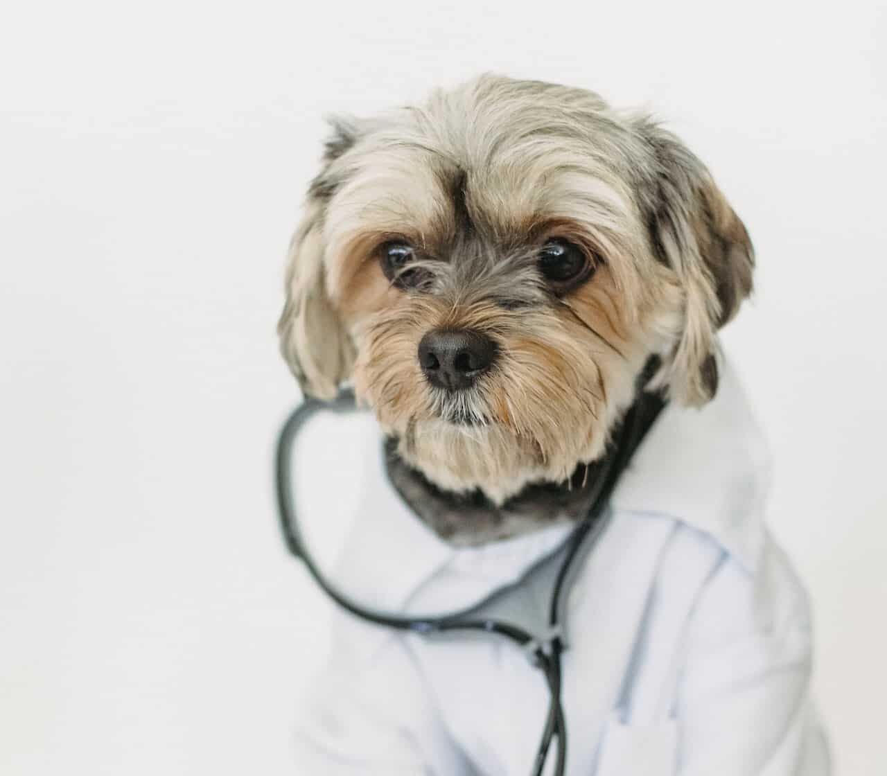 RE.DOCTOR Fotoplethysmografi Diagnostik af Kæledyr